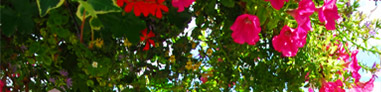 Gardens Gardens